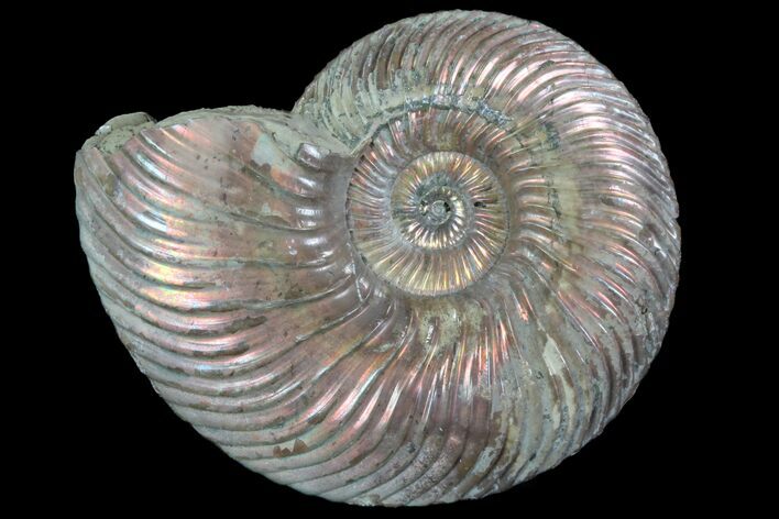 Iridescent Ammonite (Quenstedticeras) Fossil With Pyrite #78490